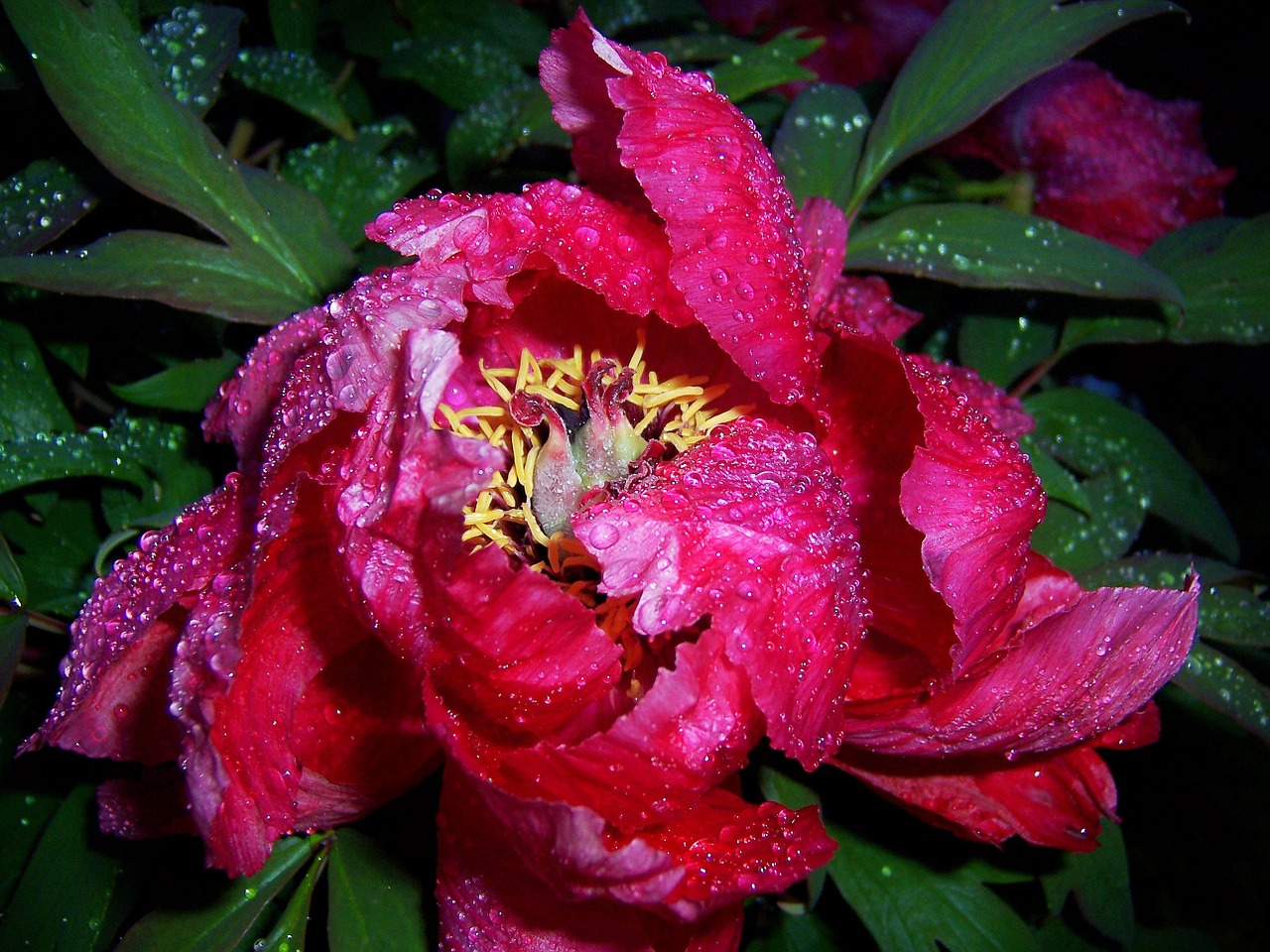 peony raindrop blossom free photo