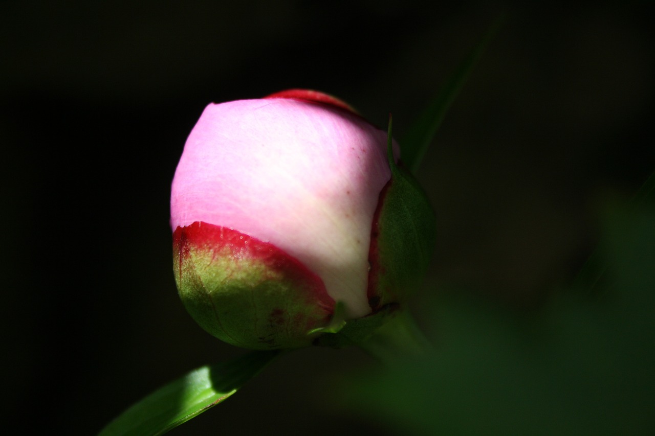 peony flower macro free photo