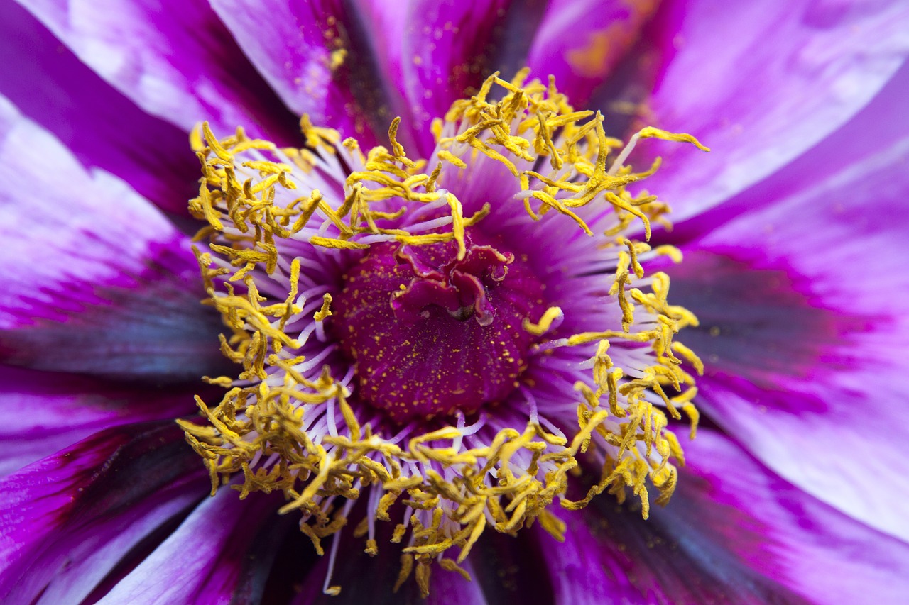 peony flower nature free photo