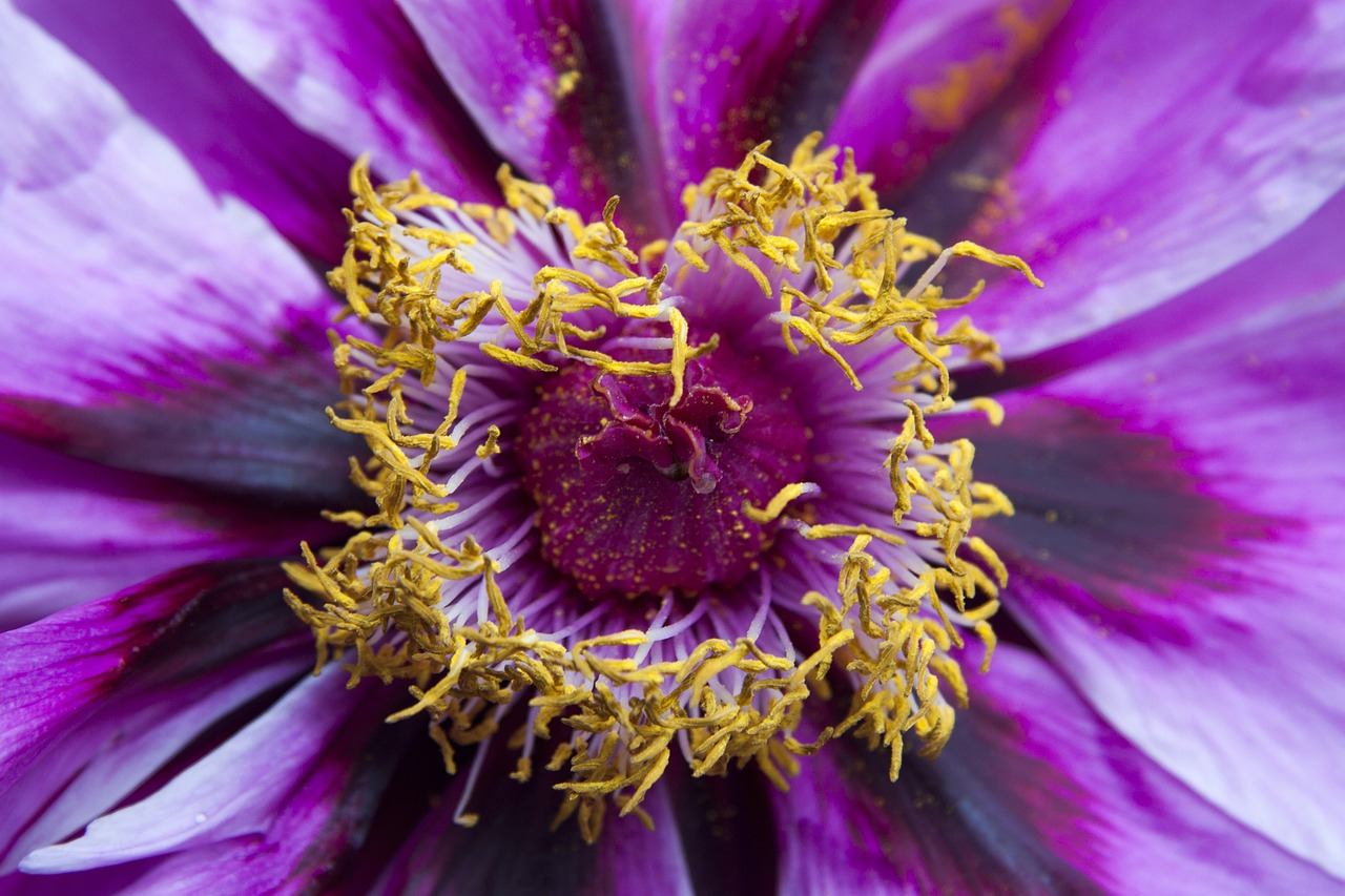 peony flower nature free photo