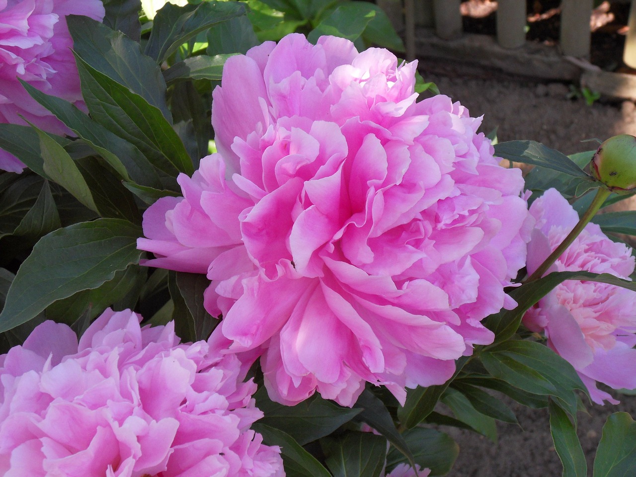 peony garden bush free photo