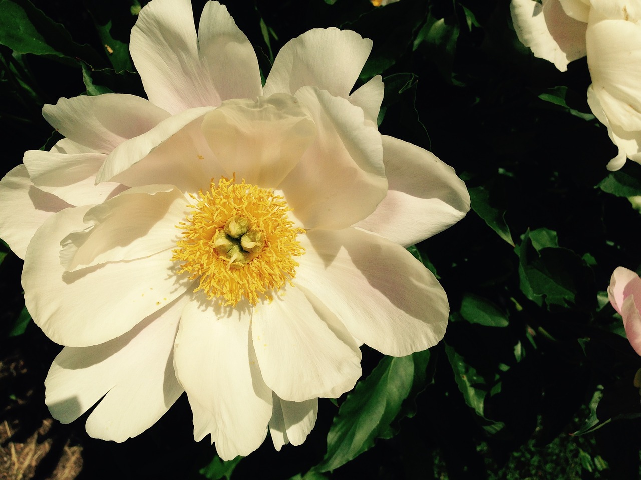 peony white yellow free photo