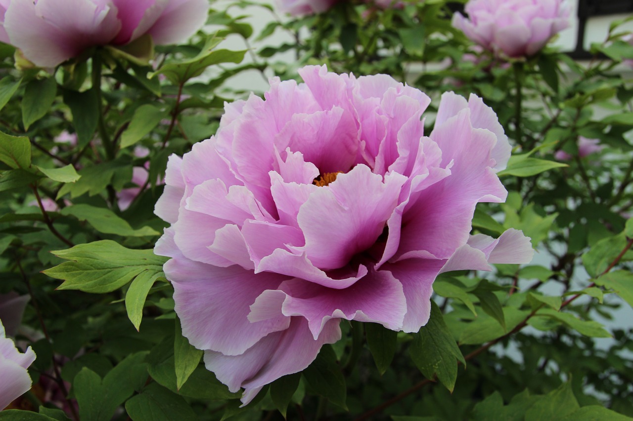 peony pink blossom free photo