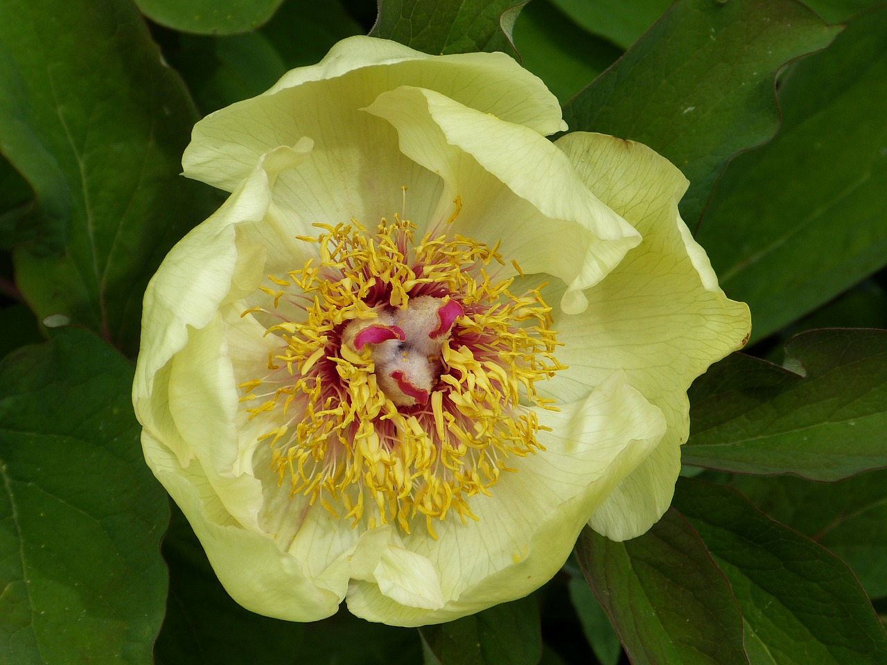 peony yellow flower free photo