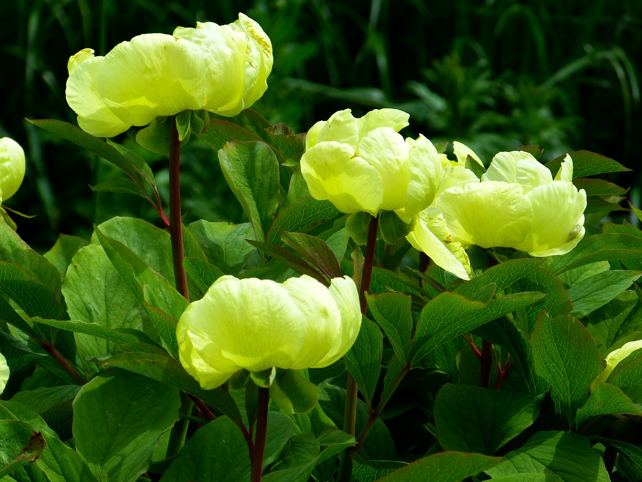 peony yellow flower free photo