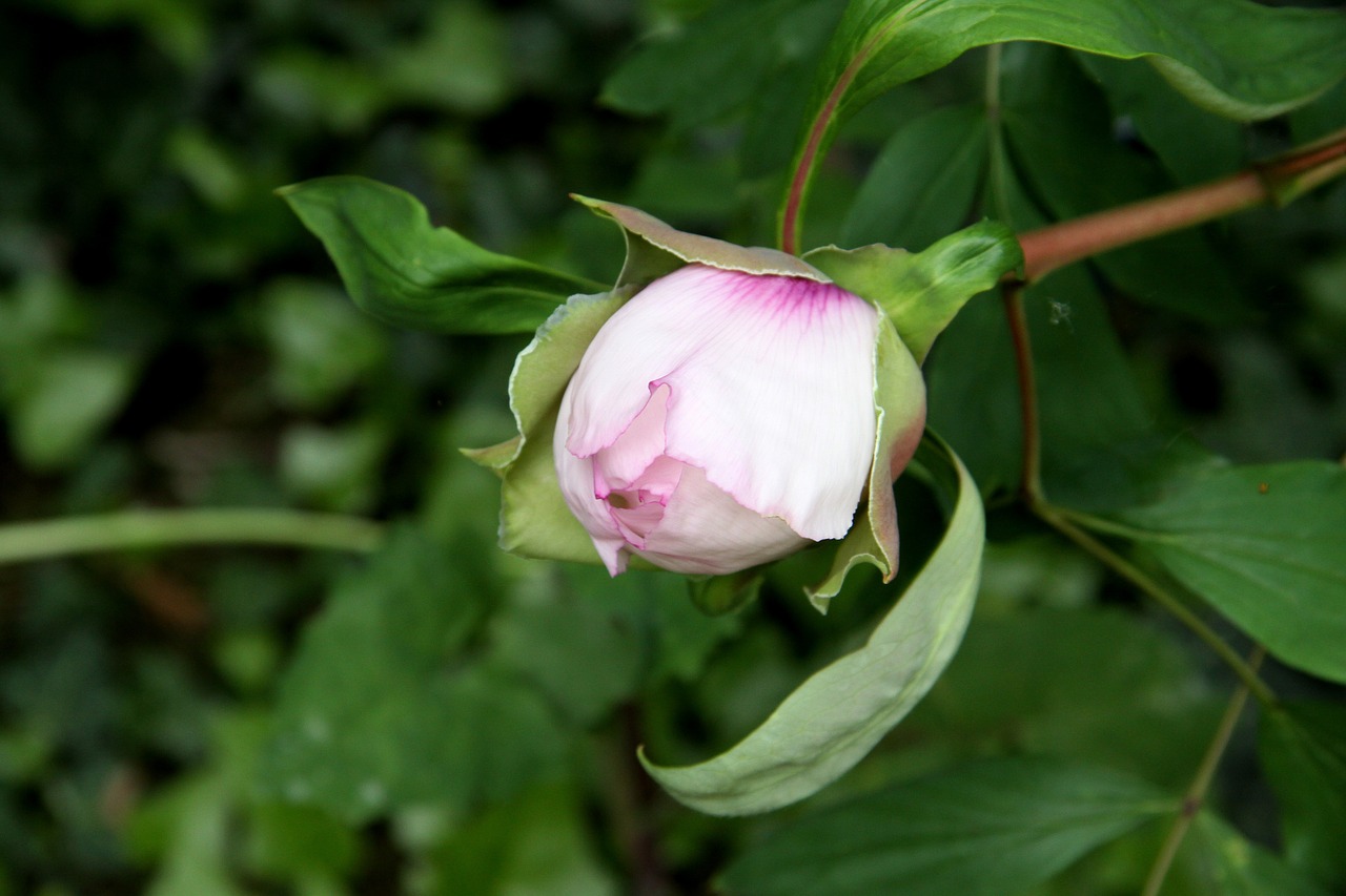 peony flower flowering free photo