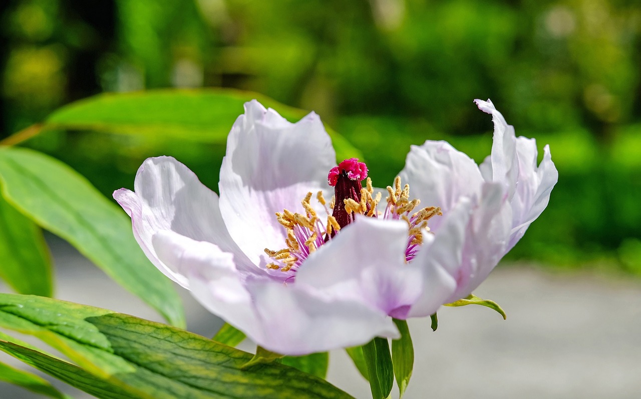 peony flower blossom free photo