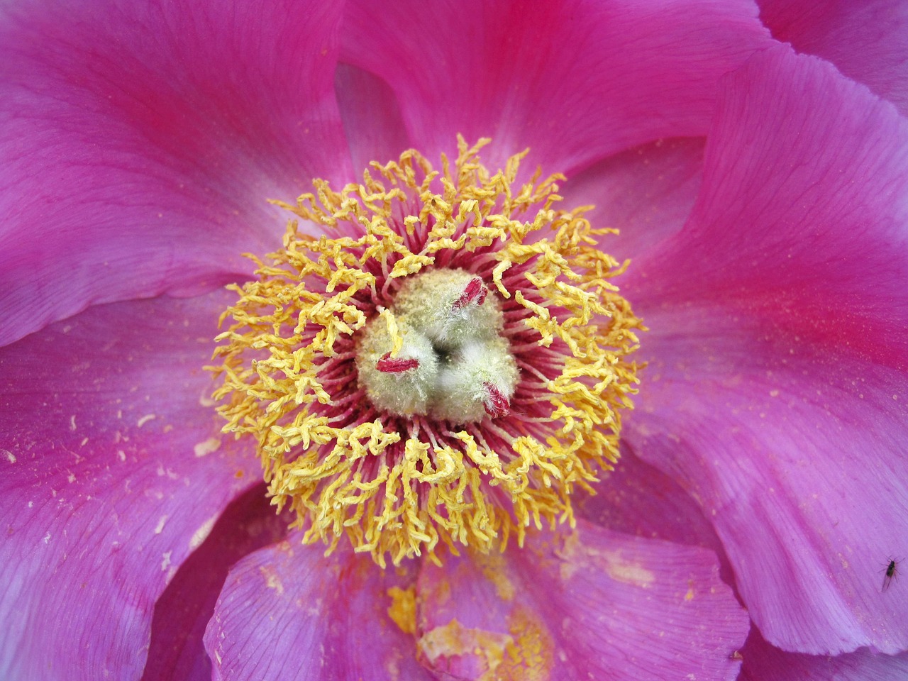 peony baby rose blossom free photo