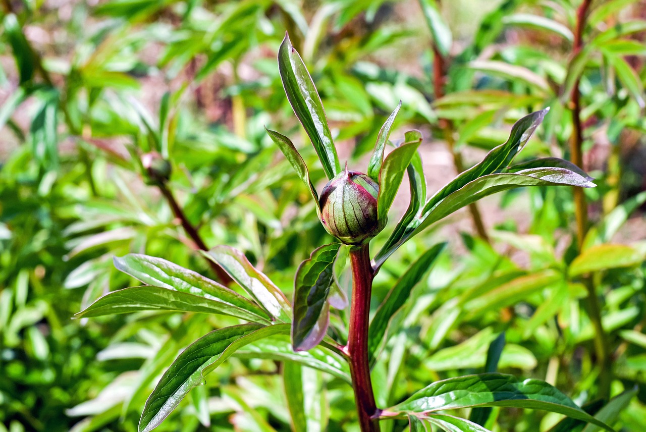 peony bud green free photo