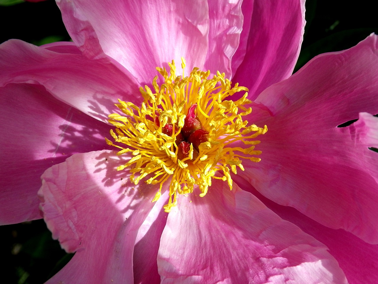 peony close pink free photo