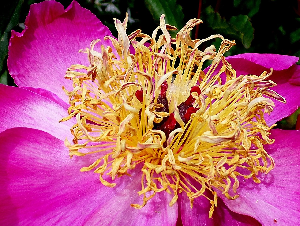 peony close pink free photo