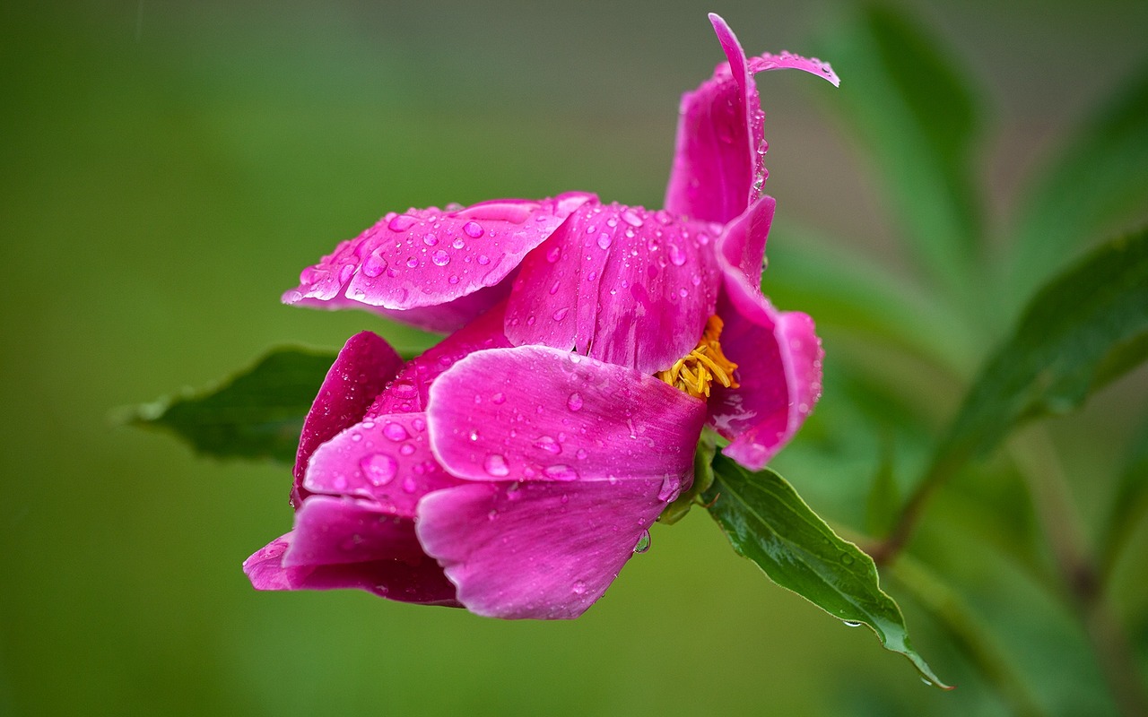 peony red plant free photo