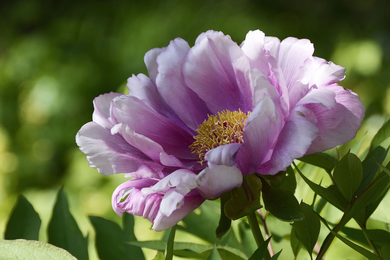 peony blossom bloom free photo