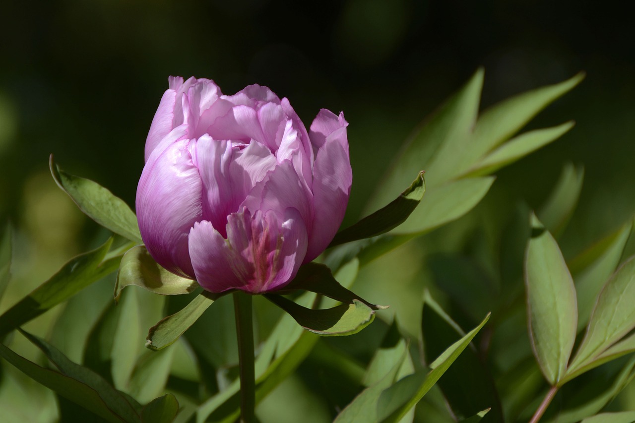 peony blossom bloom free photo