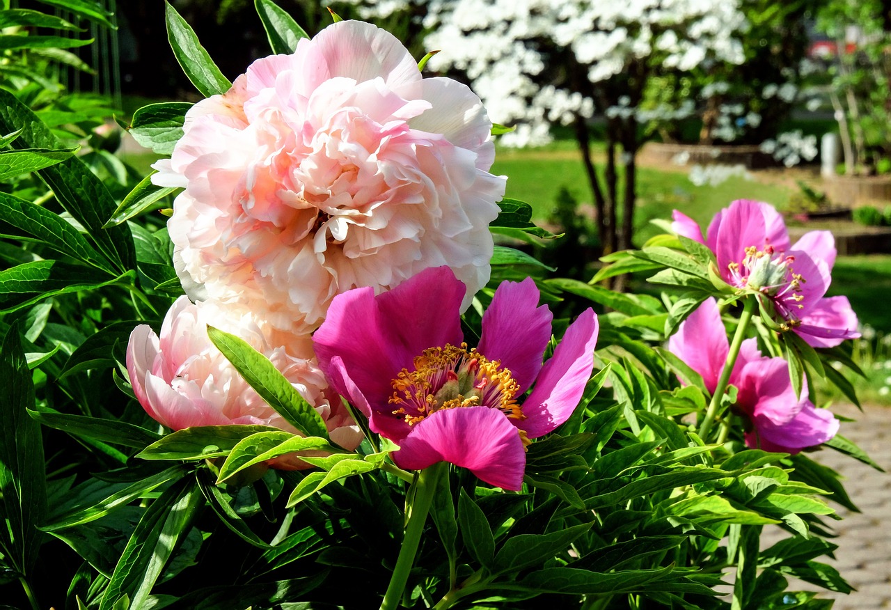 peony flower blossom free photo