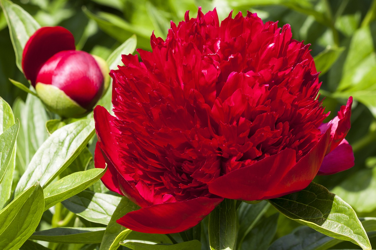 peony flower nature free photo