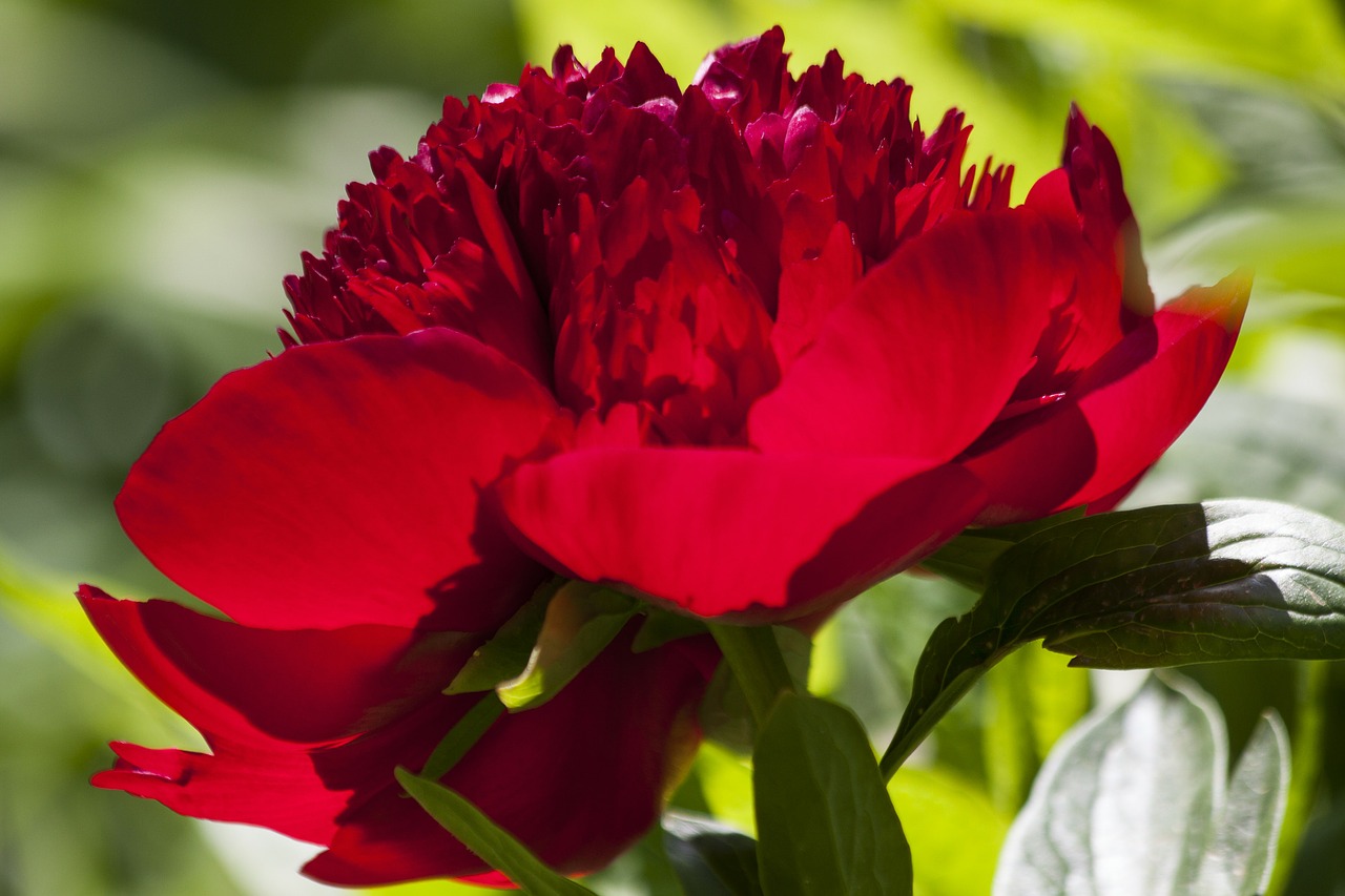 peony flower nature free photo