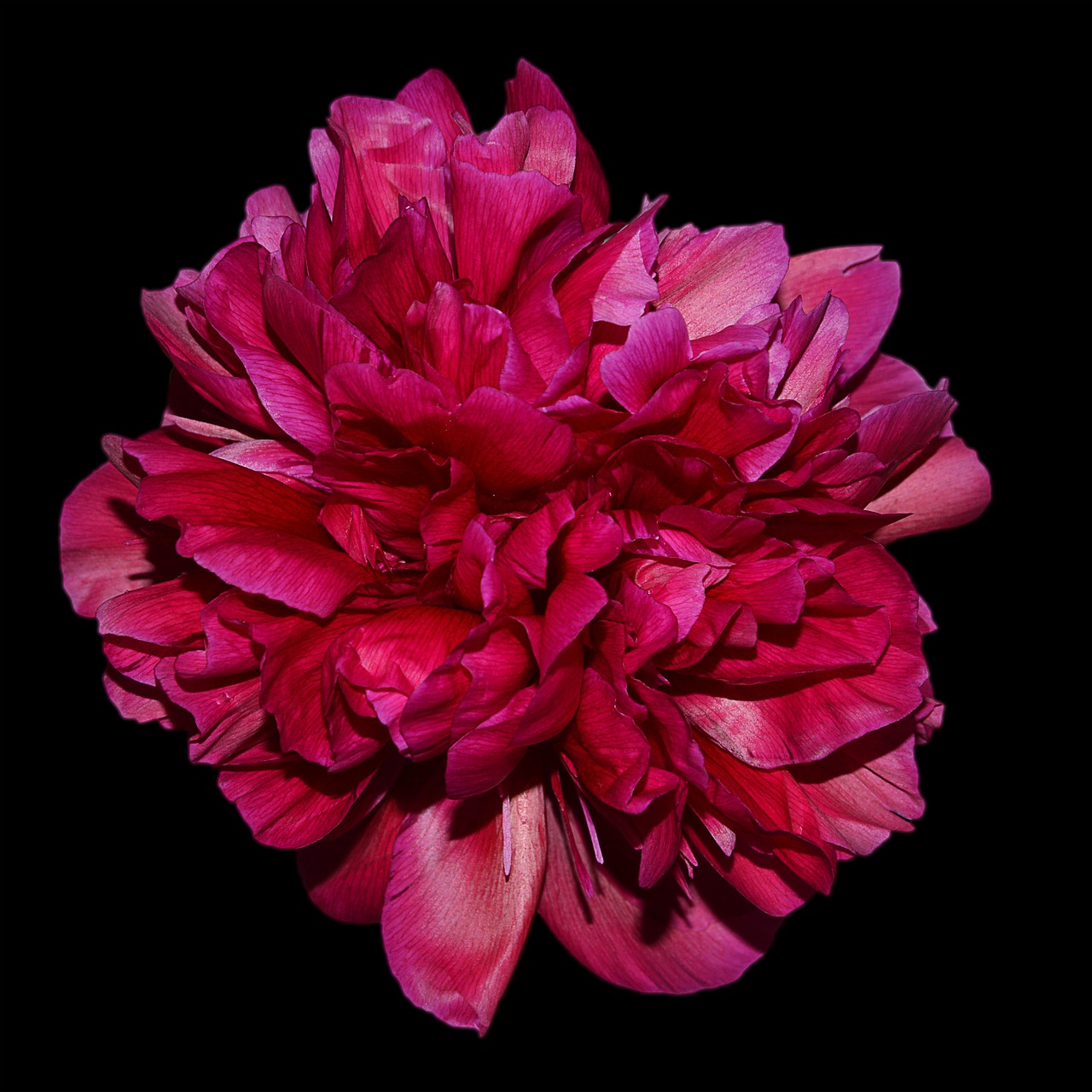 peony red blossom free photo