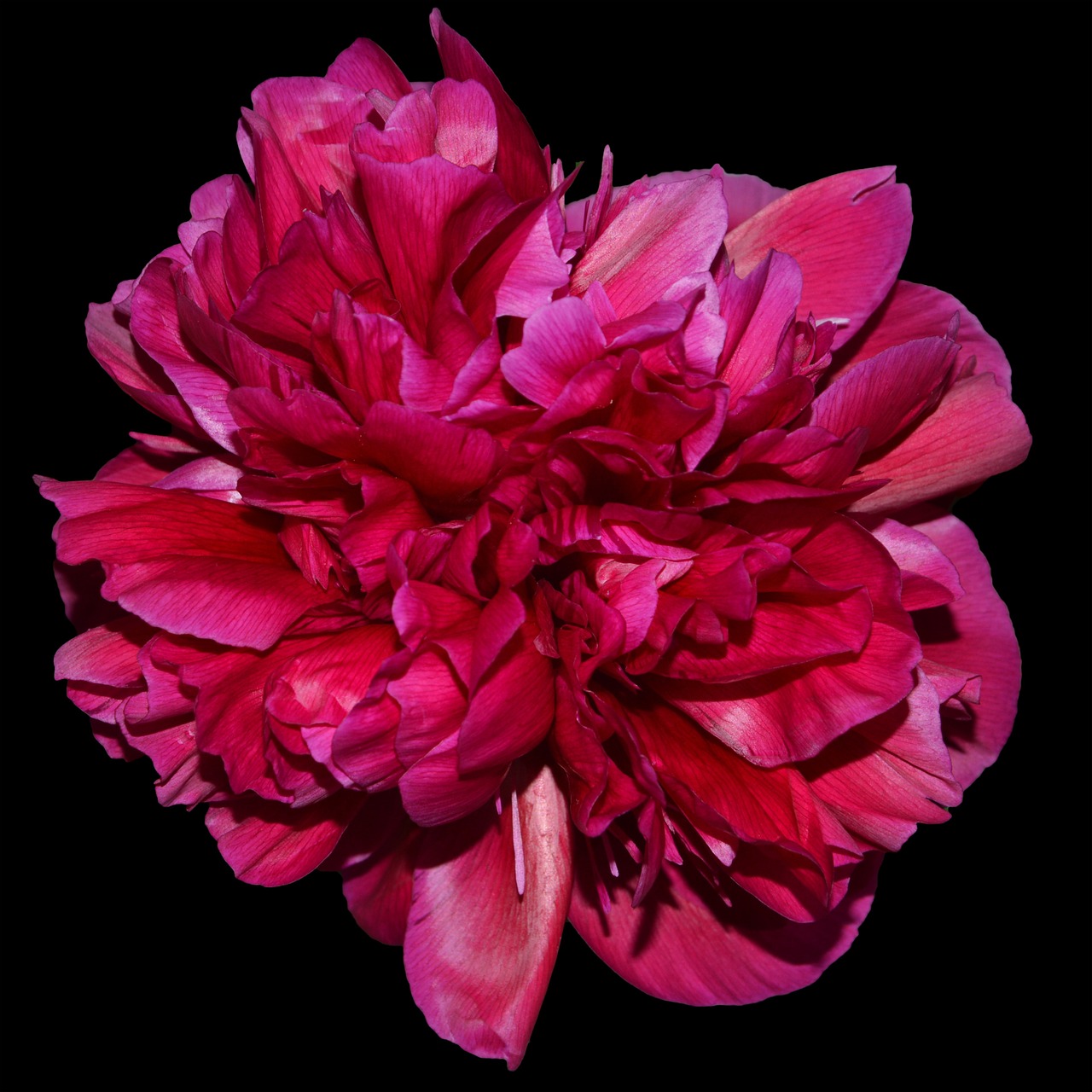 peony red blossom free photo