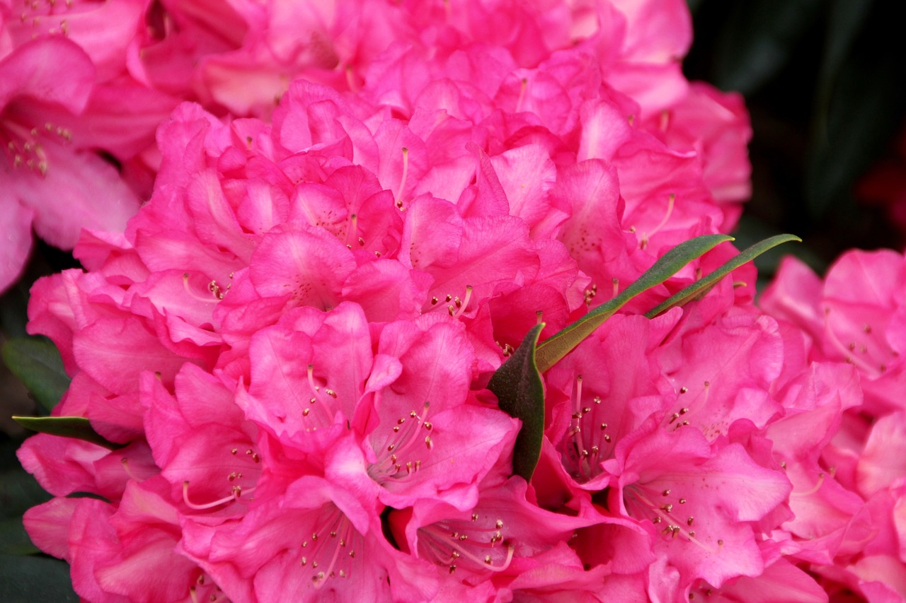 peony bush state garden show free photo