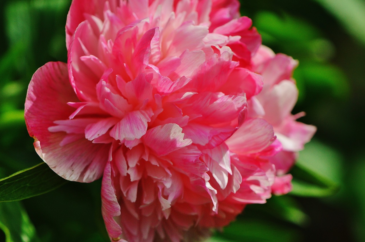 peony flower pink free photo