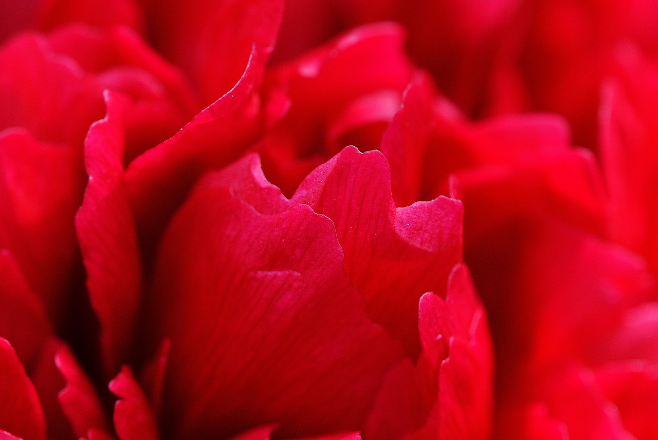 peony flower red free photo