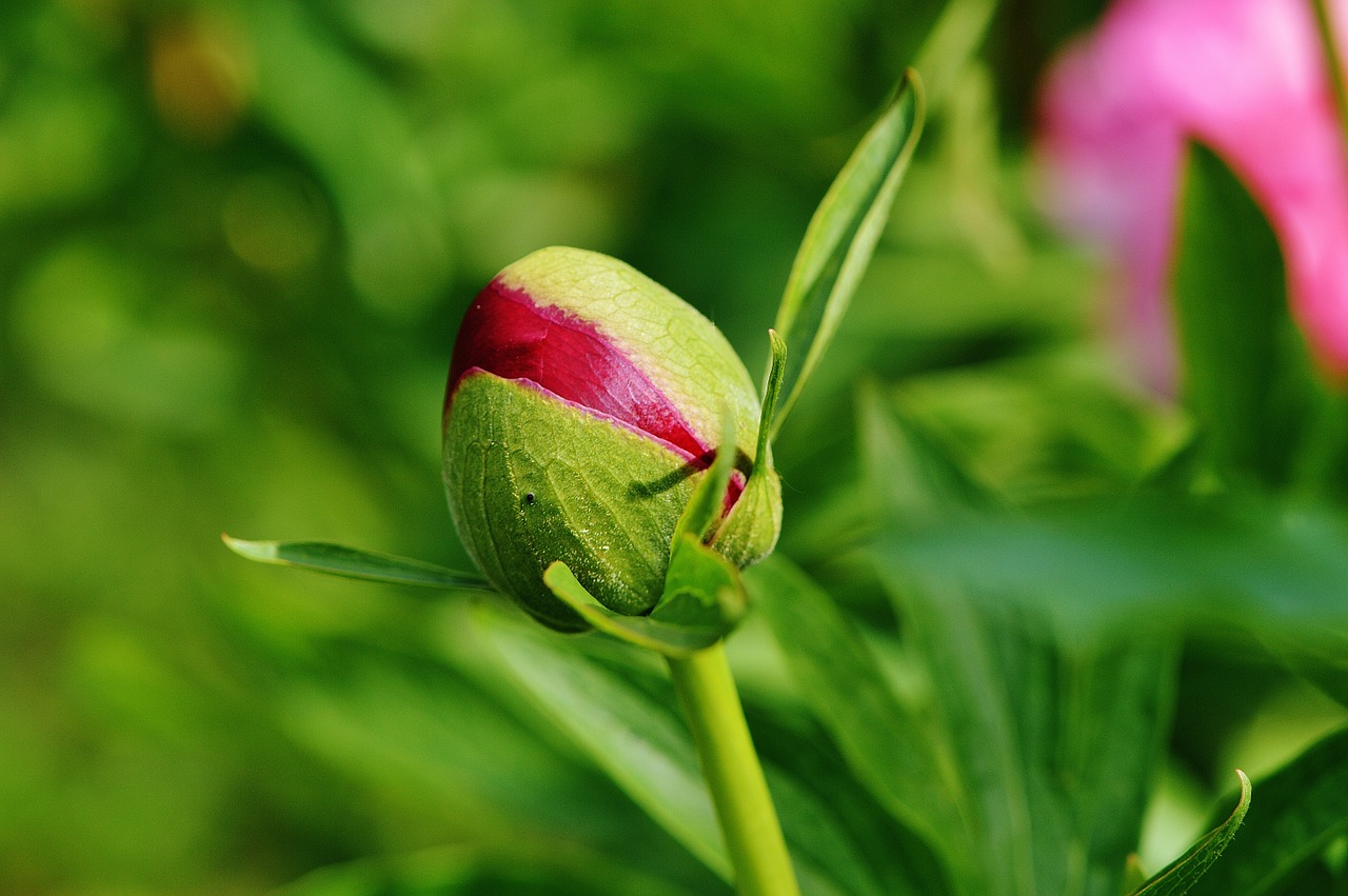 peony bud flower free photo