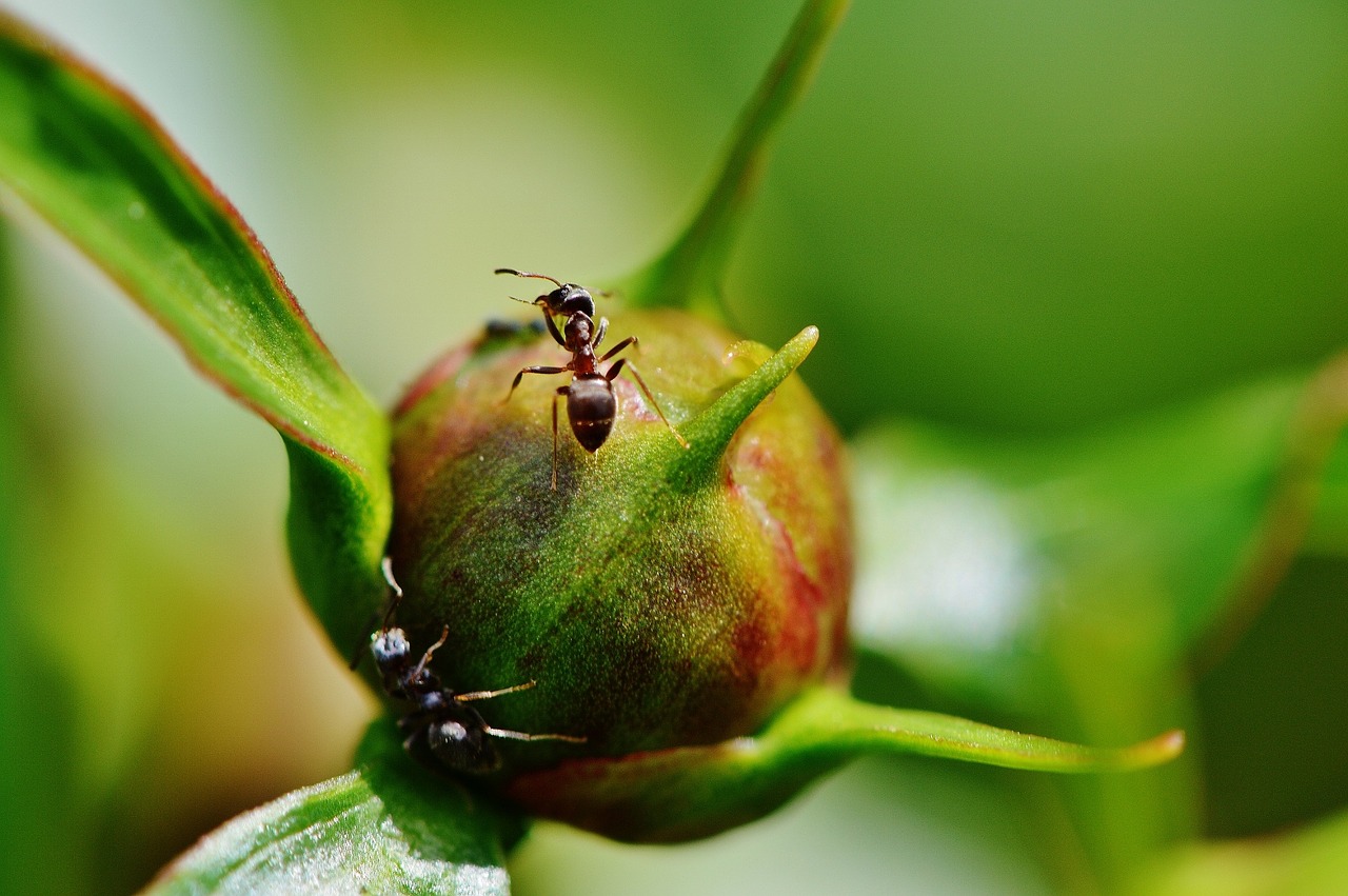 peony ant flower free photo