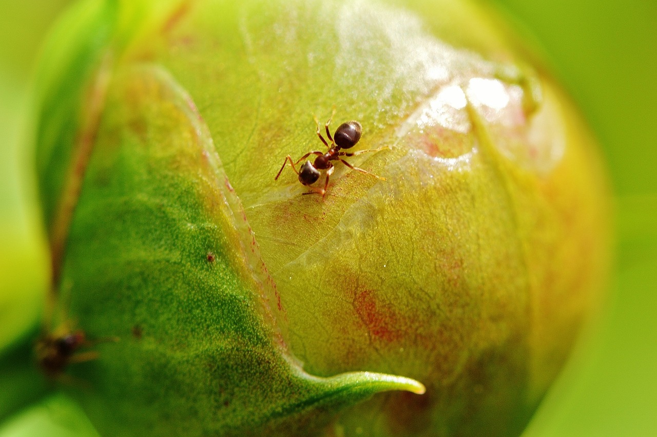 peony bud ant free photo