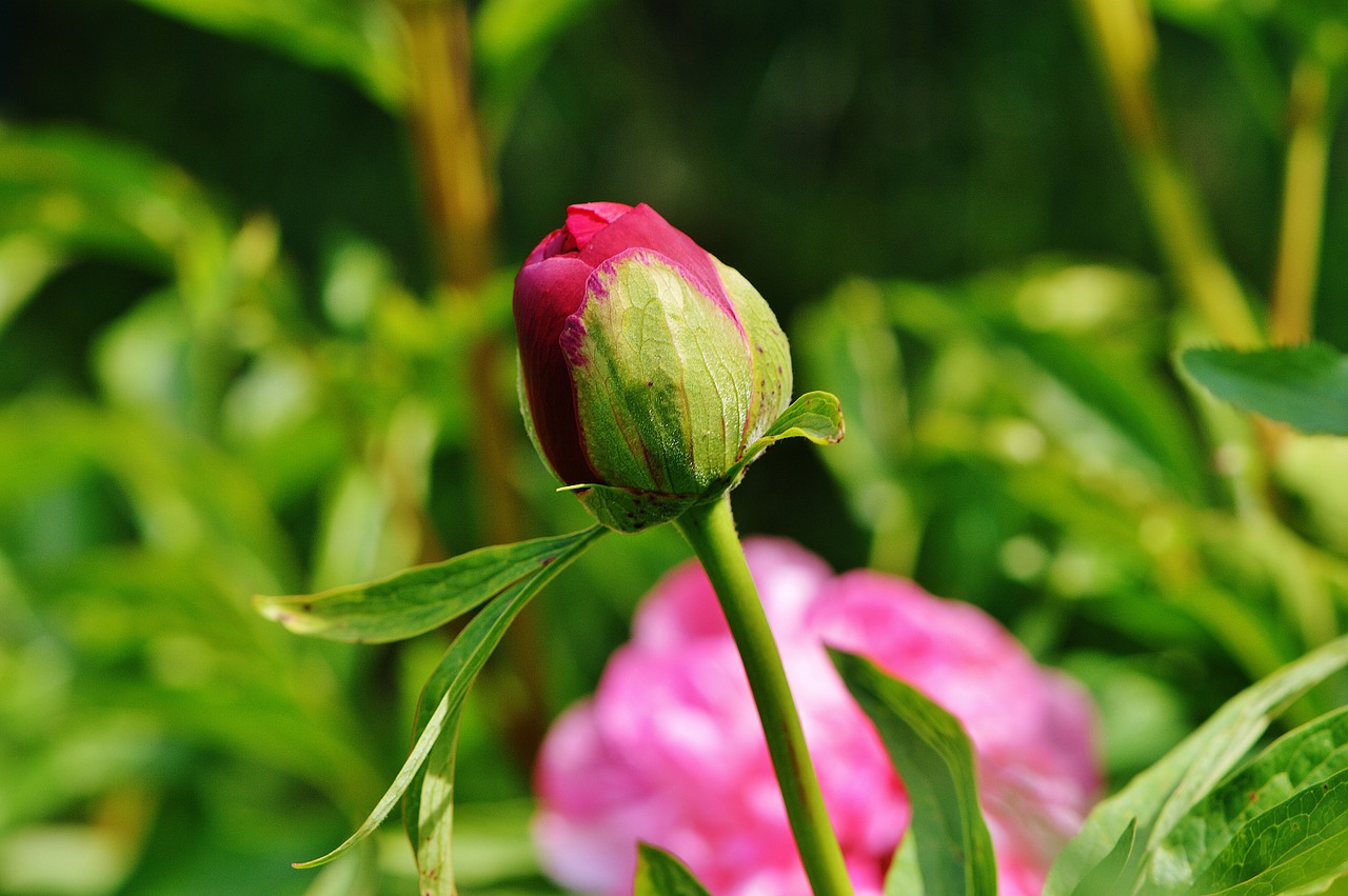 peony bud flower free photo