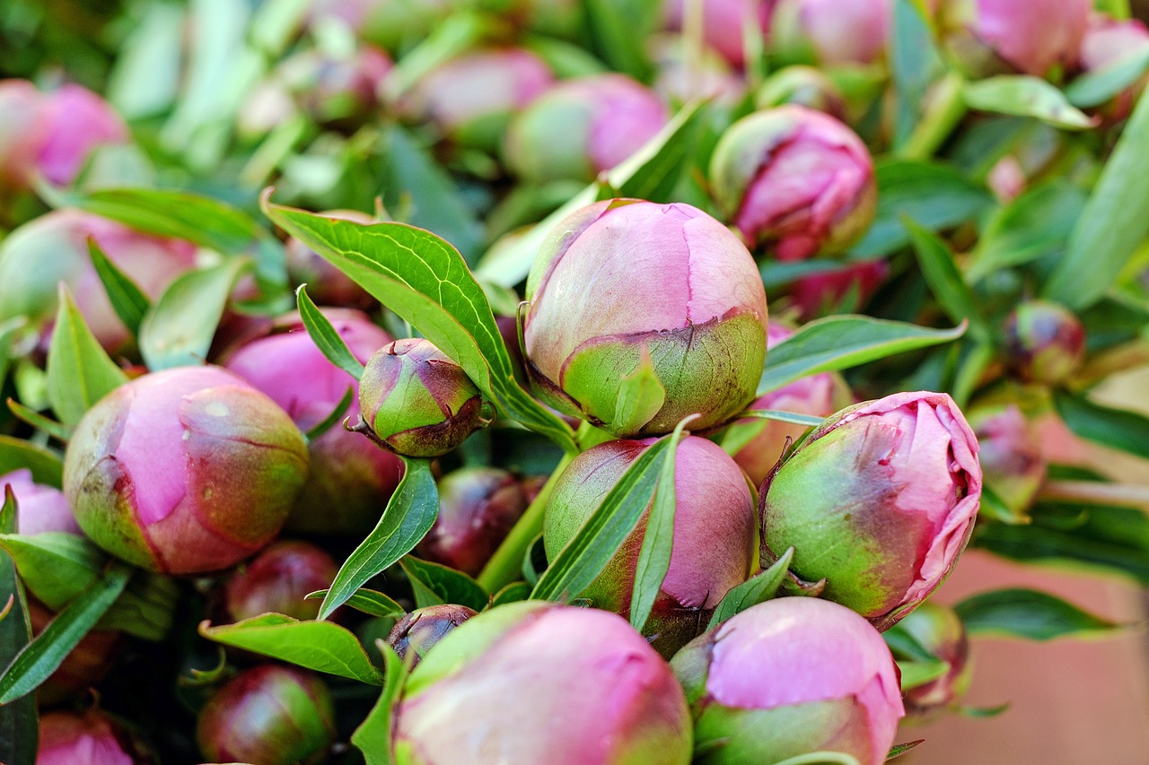 peony flower blossom free photo