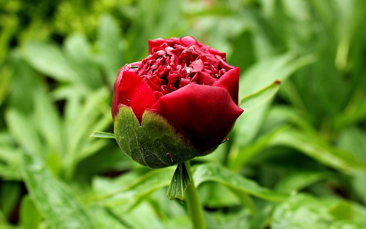 peony red blossom free photo