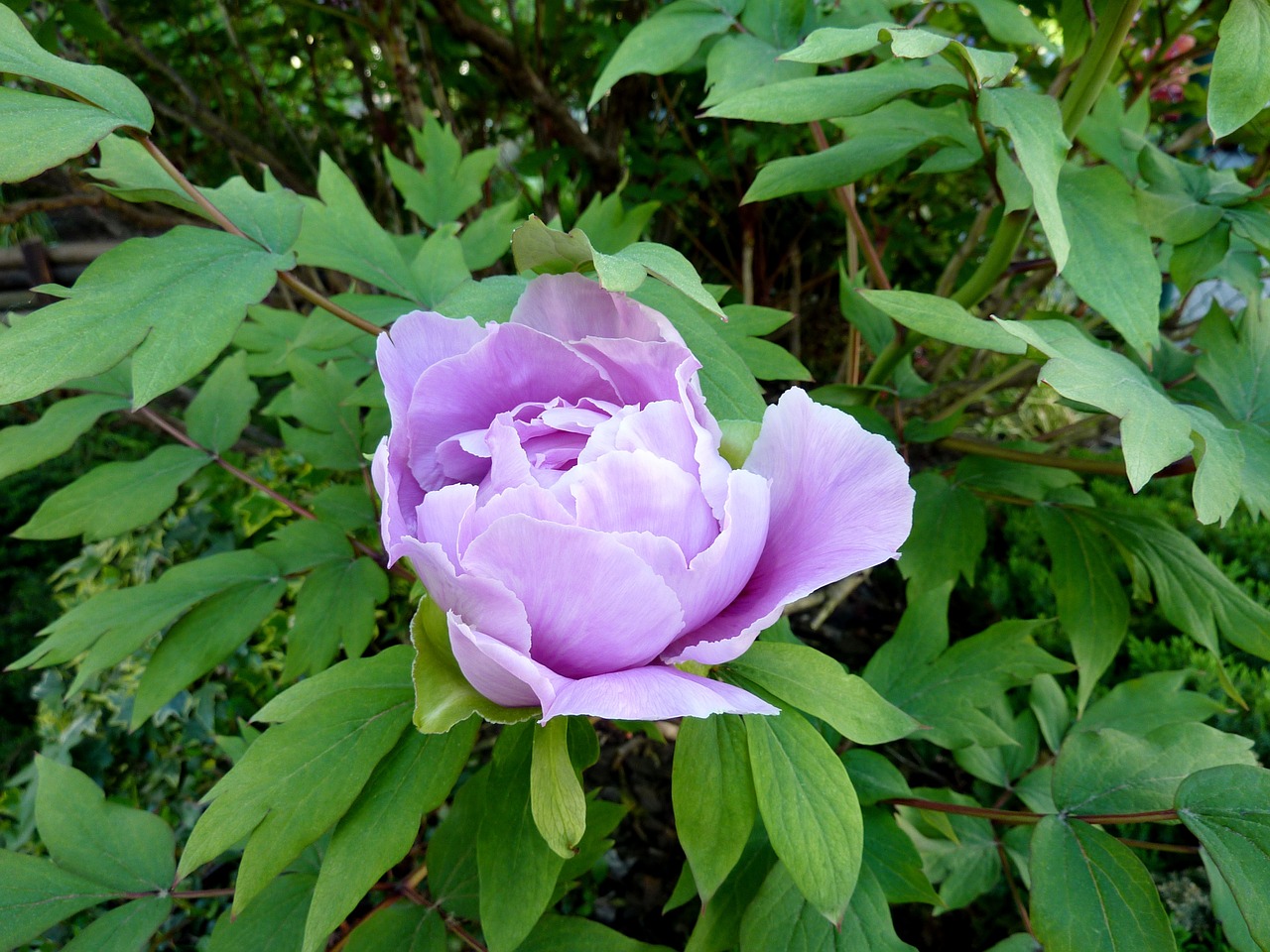 peony bud purple free photo