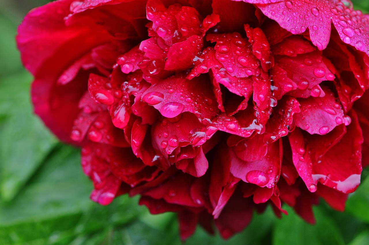 peony rain drip free photo