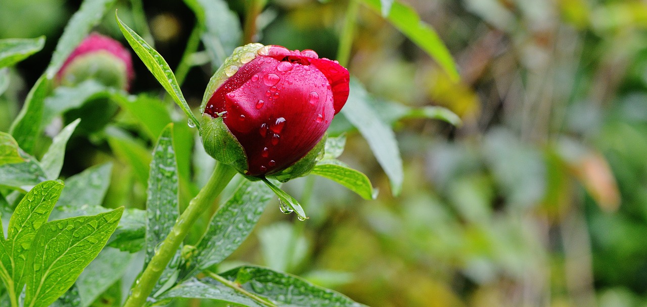 peony rain drip free photo