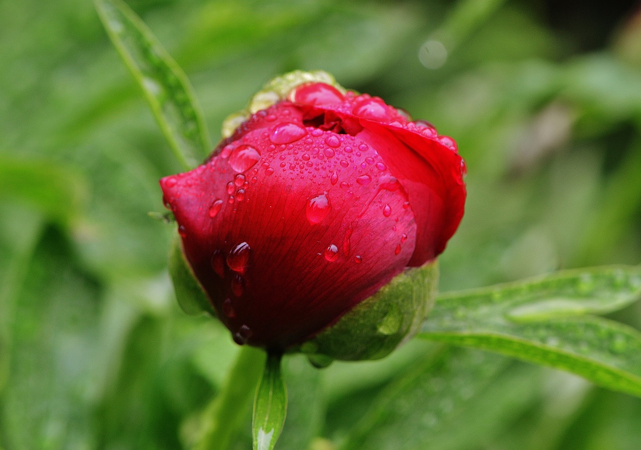 peony rain drip free photo