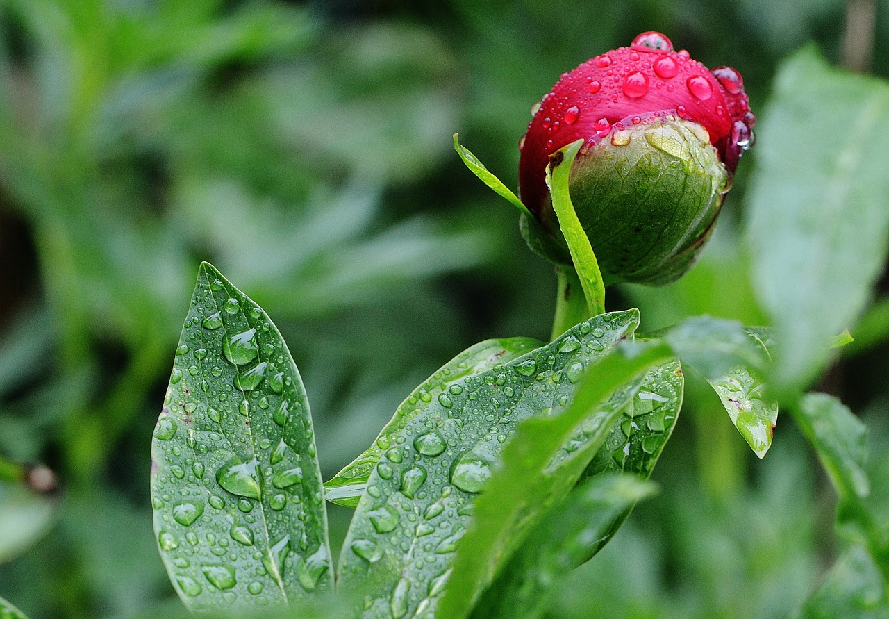 peony rain drip free photo