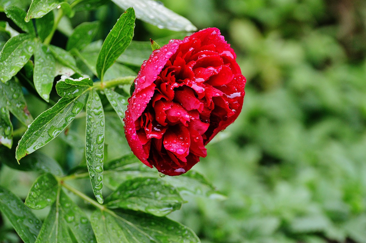 peony rain drip free photo