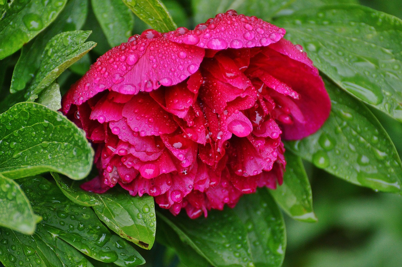 peony rain drip free photo