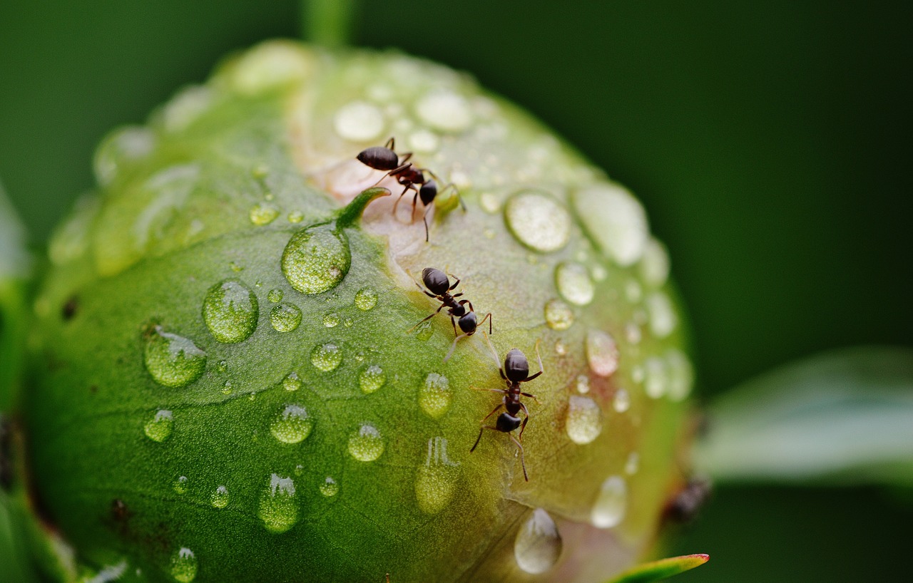 peony bud ants free photo