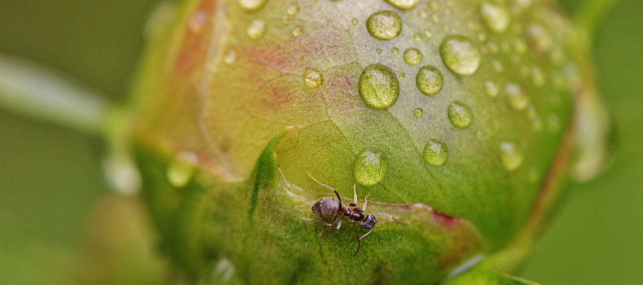 peony bud ants free photo