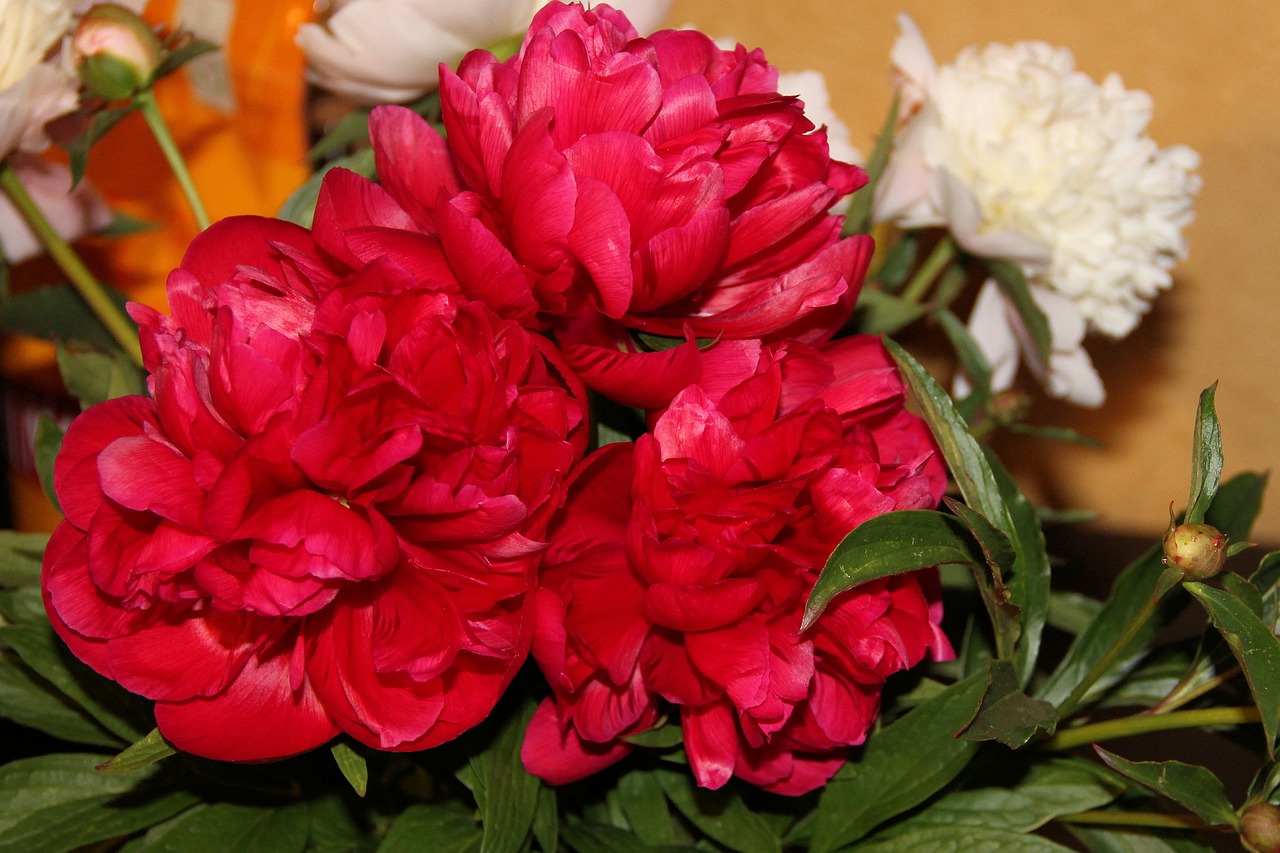 peony red flowers free photo