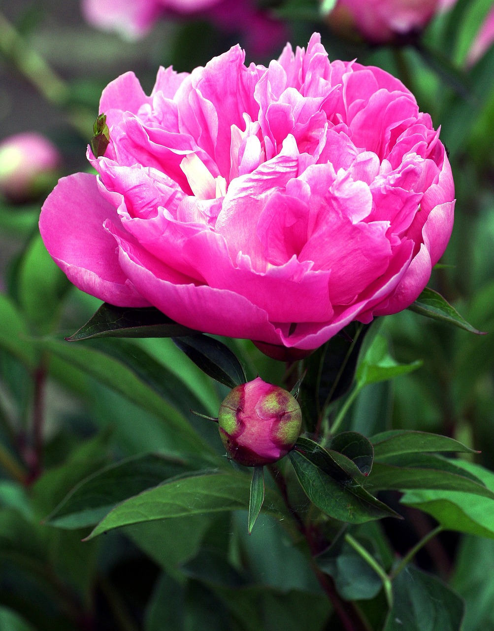 peony flower spring free photo