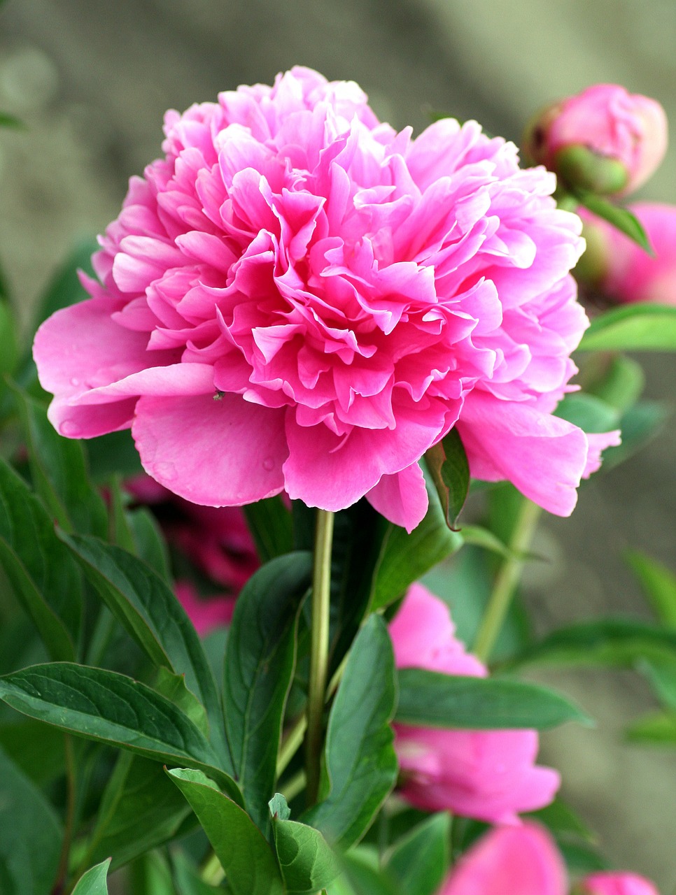 peony flower pink free photo