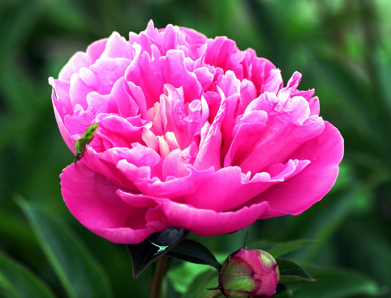 peony pink garden free photo