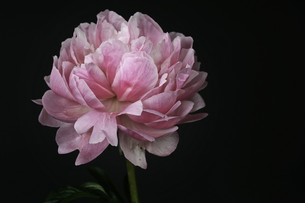 peony blossom bloom free photo