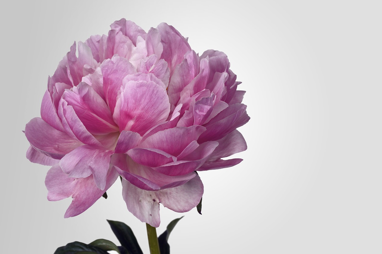 peony blossom bloom free photo