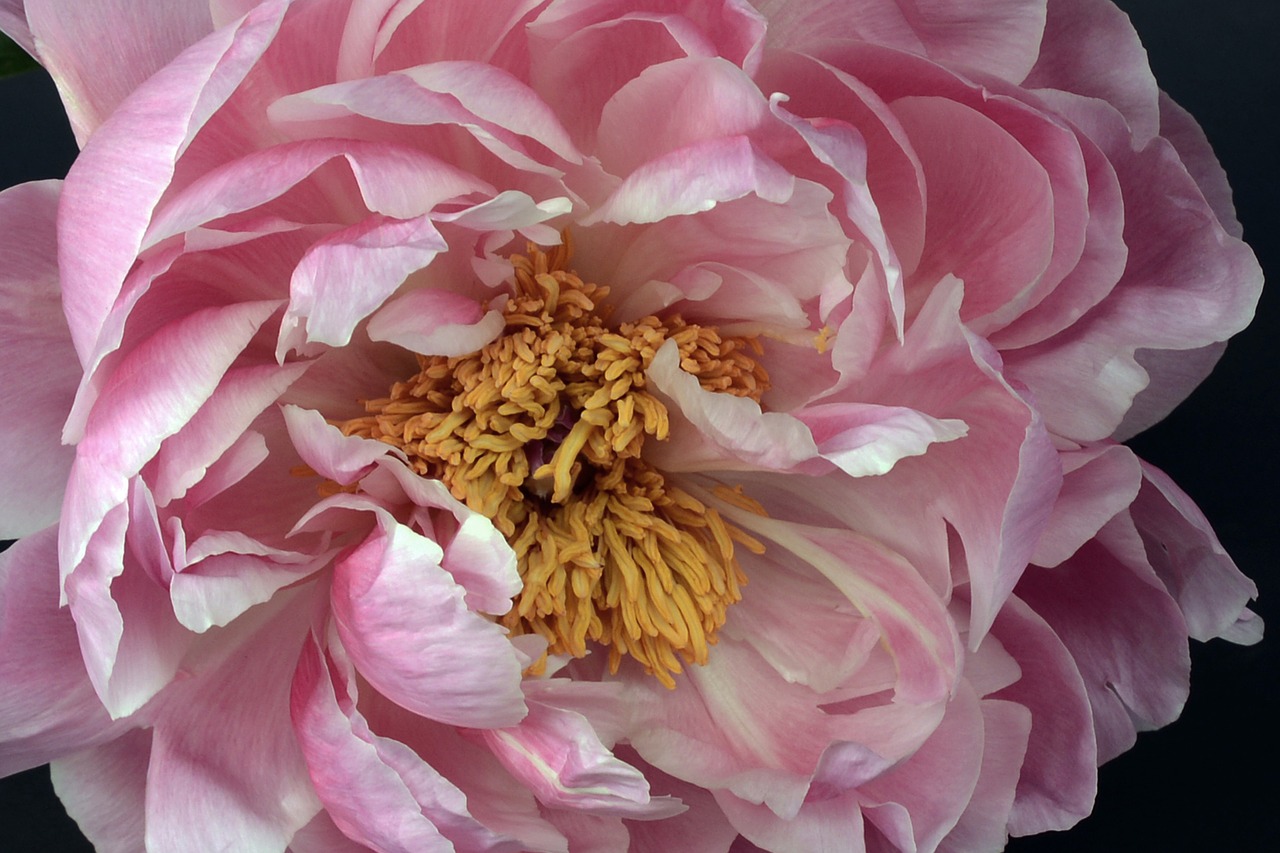 peony blossom bloom free photo