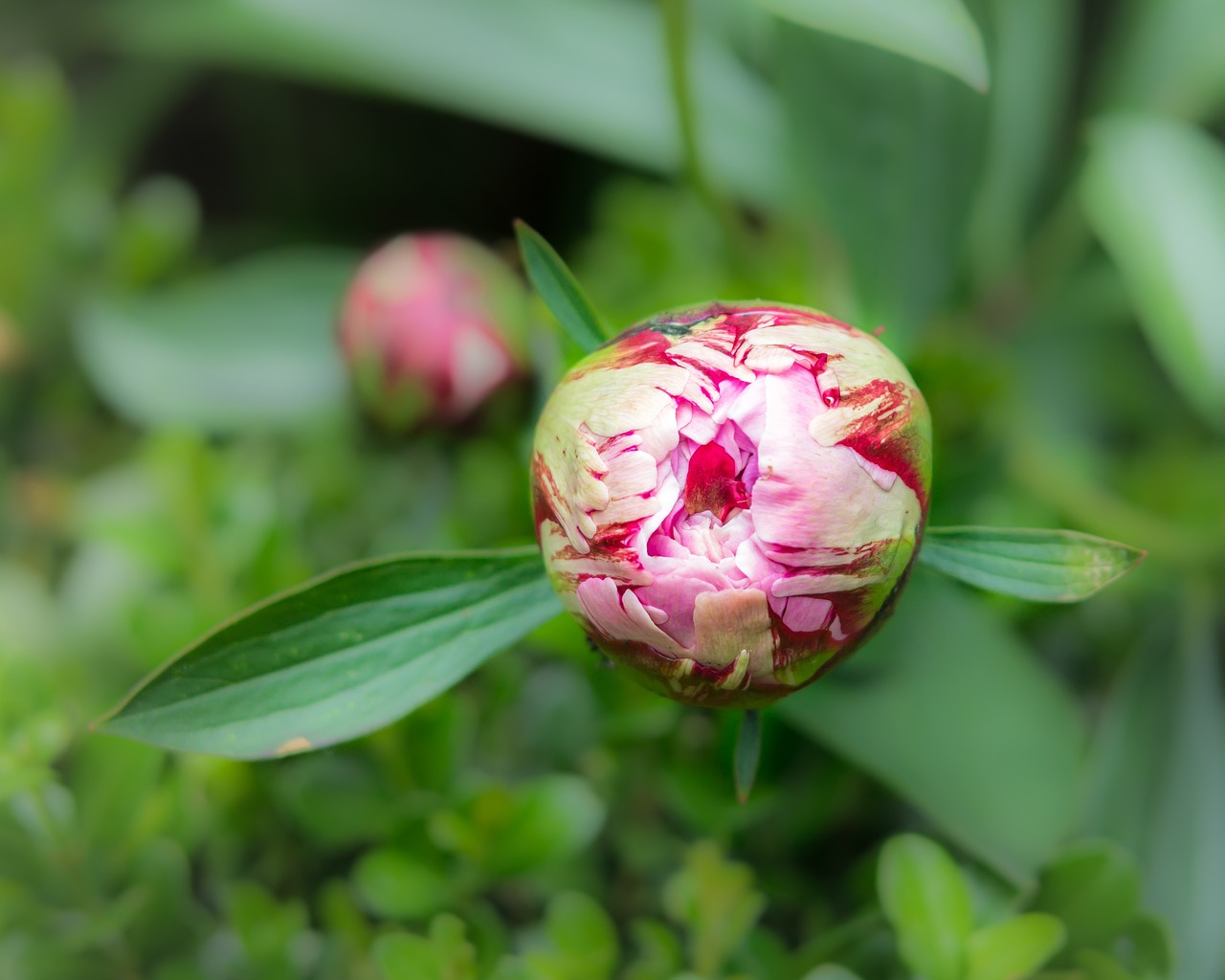 peony bud flower free photo