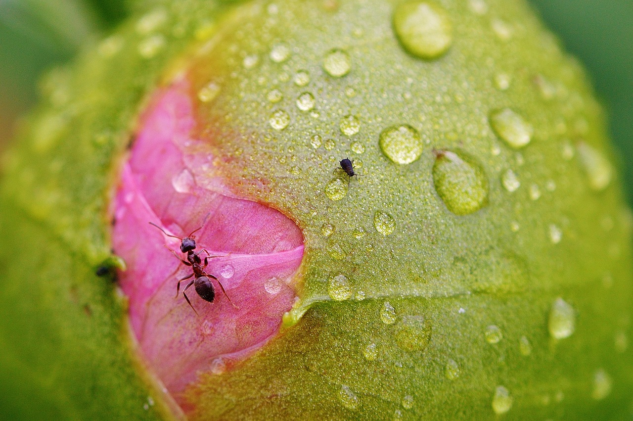 peony bud ants free photo